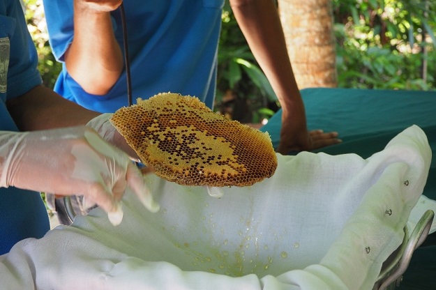 Demonstration showing how to extract and filter the honey.